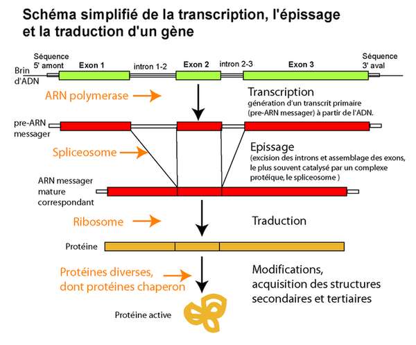 Les traits s h ritent et se transforment Planet Vie